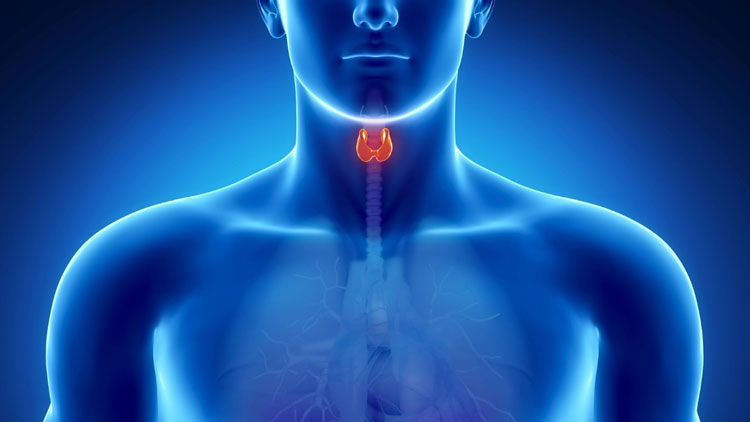 Scintigrafia tiroidea a Guidonia-Roma presso lo Studio Radiologico - Prenota l'esame Scintigrafia tiroidea a Guidonia-Roma presso lo Studio Radiologico - Prenota l'esame